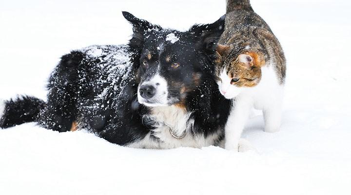 Bu Soğuk Havalarda Onları Düşündünüz Mü?