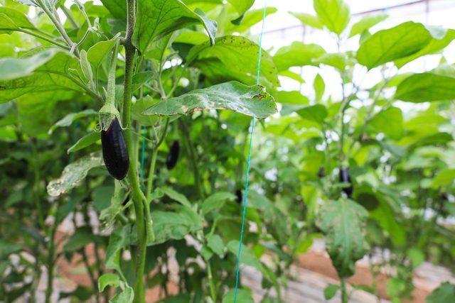 En Pahalı Sebze! Sebebiyse... Fiyatlar Ne Zaman Düşecek?