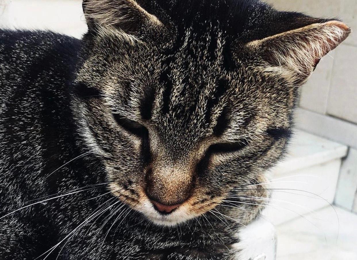 Kedilerde FIP Hastalığı