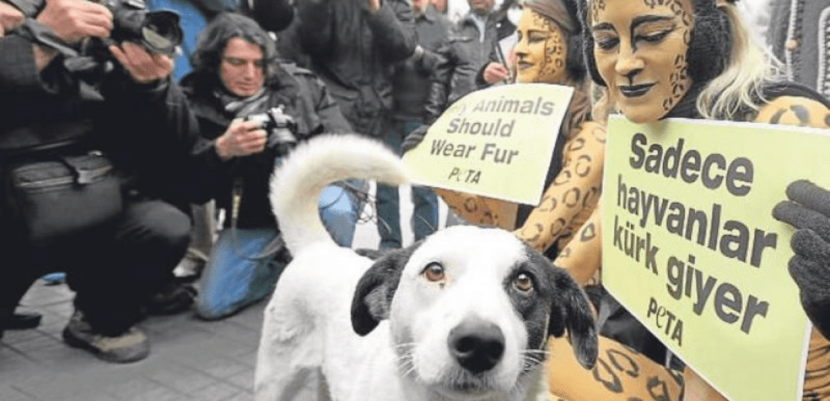 Turkey's Struggling Experience with Animal Welfare Law