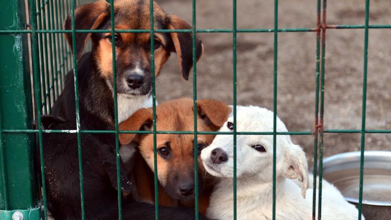 Hayvan Haklarının Dünya Çapındaki Değişim Hareketi