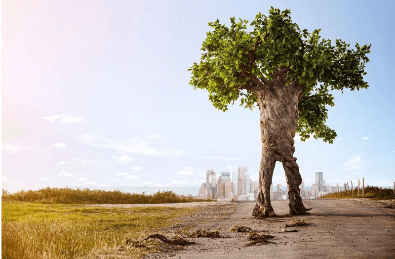 Ağaçlar Yer Değiştirebilir Mi?