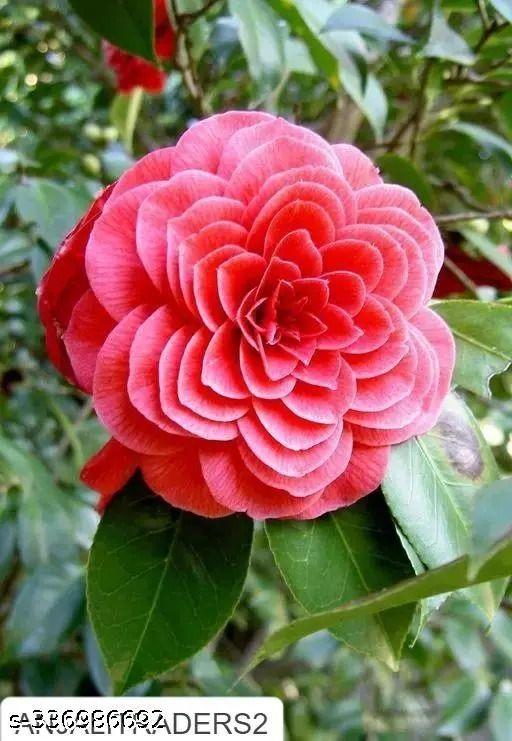 Eşsiz Bir Çiçek: Middlemist Kırmızısı Çiçeği