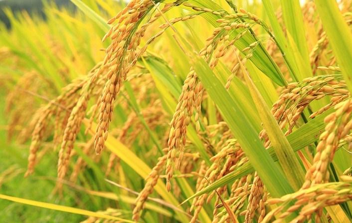 Bilgi ve Alçakgönüllülüğün Gücü / İlmu Padi