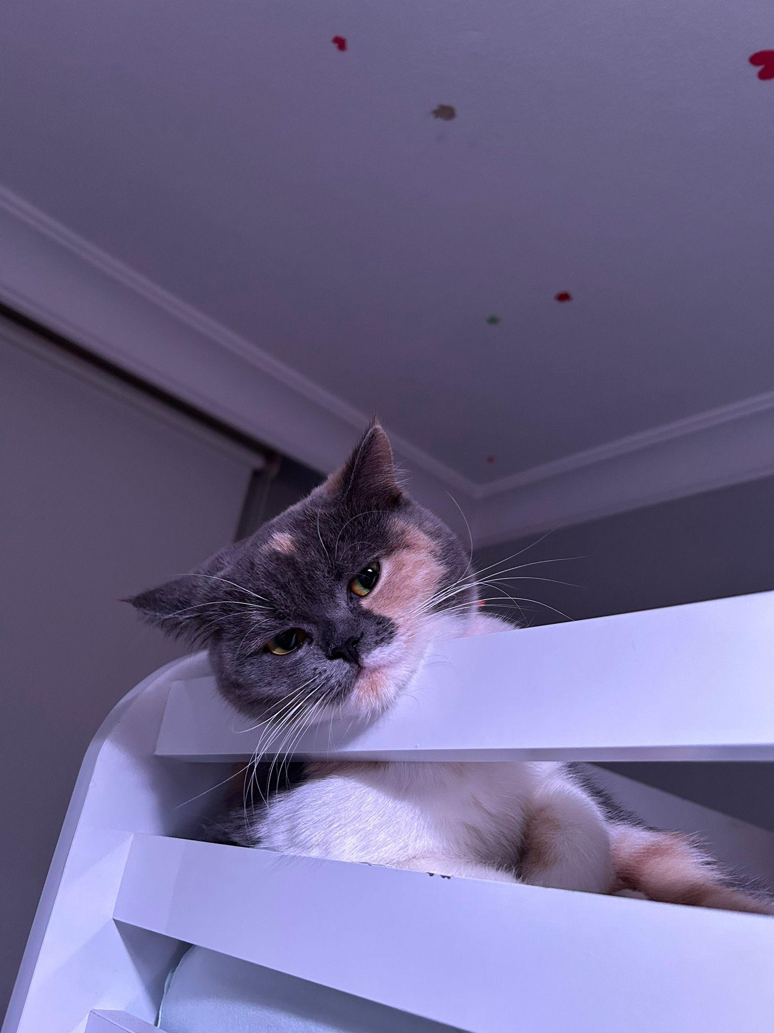 Kediler Nankör Müdür