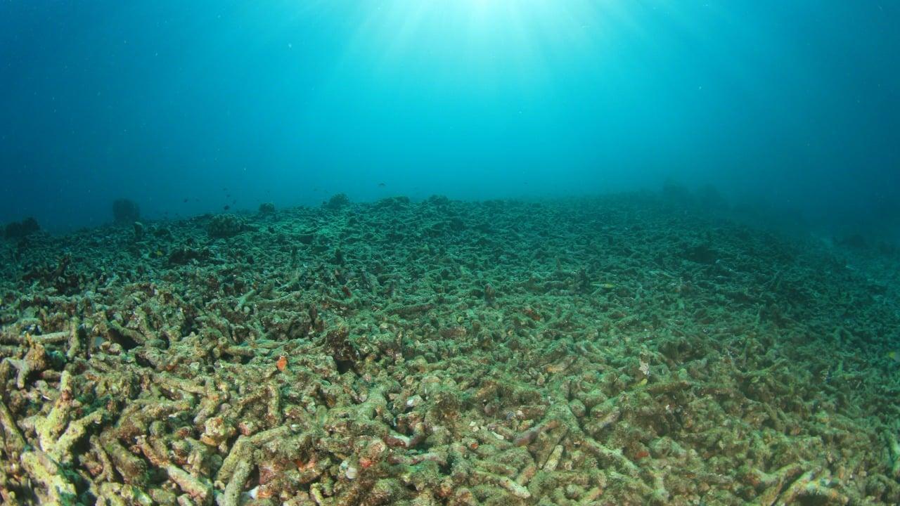 Okyanuslardaki Ölü Bölgelerin Nedenleri Nelerdir?