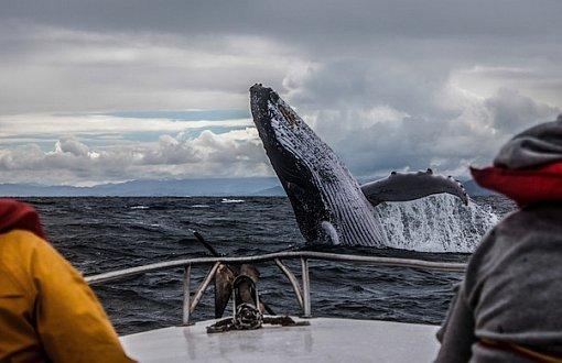 İzlanda Balina Avcılığına Son Vermeyi Planlıyor