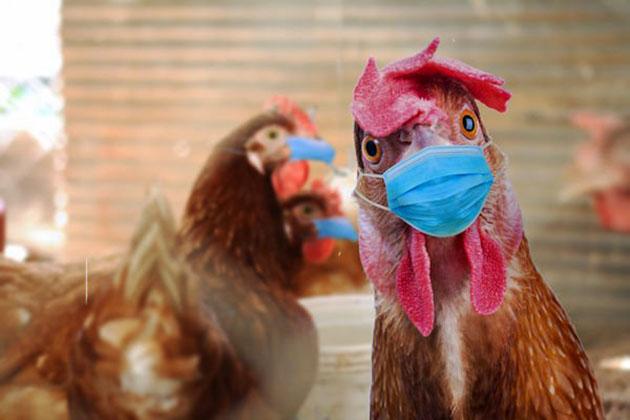 Çin'de Kuş Gribinin H3N8 Türüne İlk Kez Bir İnsanda Rastlandı