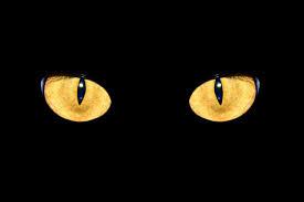 How Can Cats See in the Dark?