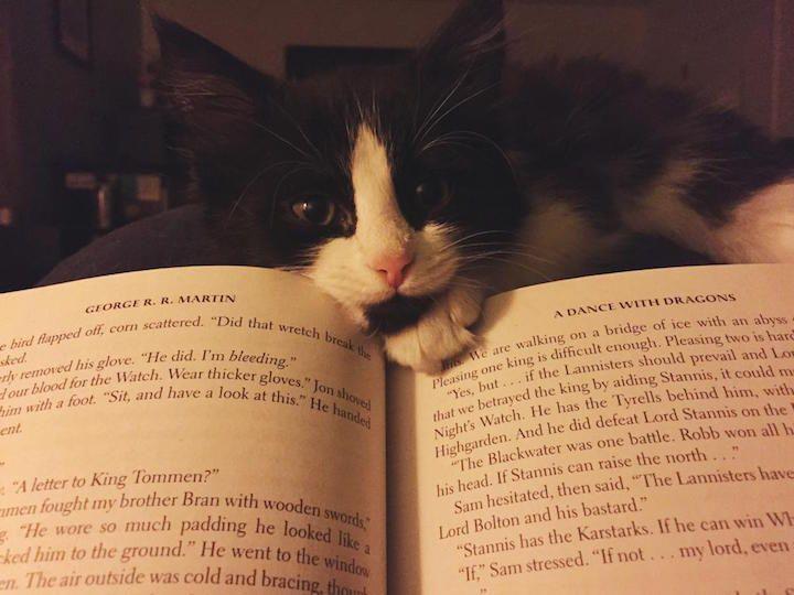 Kedi İsimleri Rehberi: Yazarların Tercihi Ne Olmuş