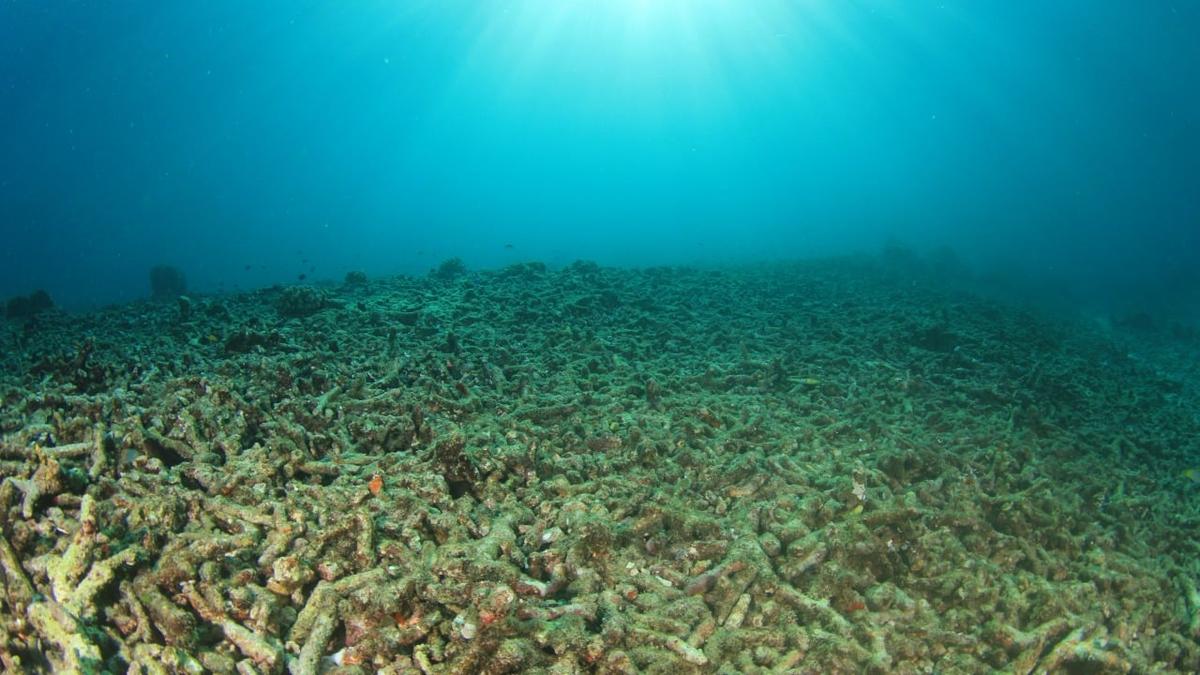 Okyanuslardaki Ölü Bölgelerin Nedenleri Nelerdir?