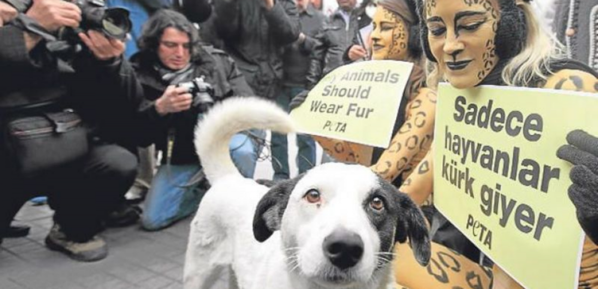 Turkey's Struggling Experience with Animal Welfare Law – Typelish