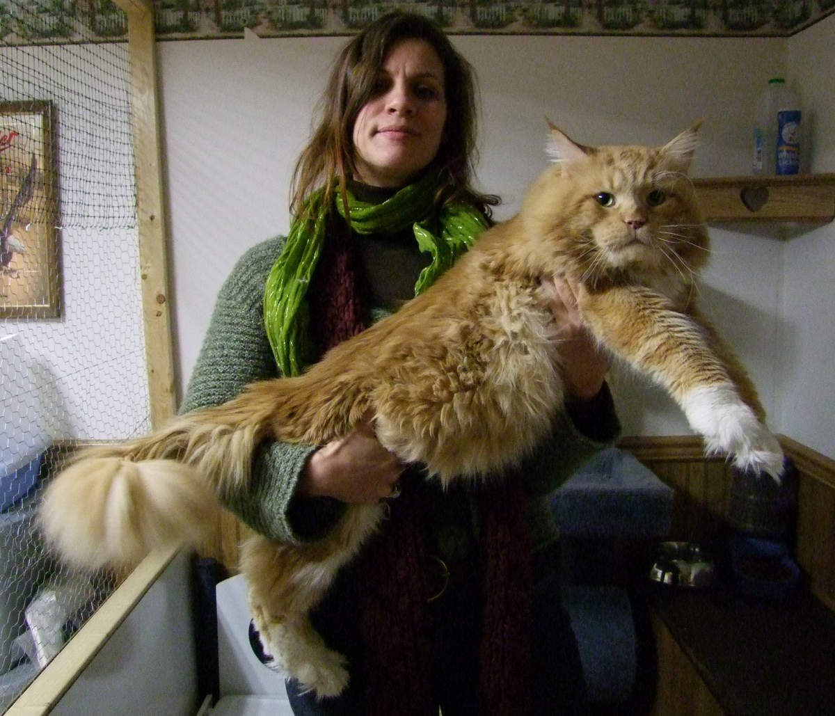 maine coon lifespan        <h3 class=