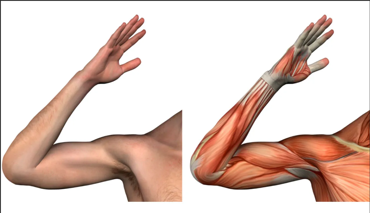 Bones and muscles. Сильные кости и мышцы. Тепло в мышцах. Рука с костями и мышцами. Plexis мышцы.